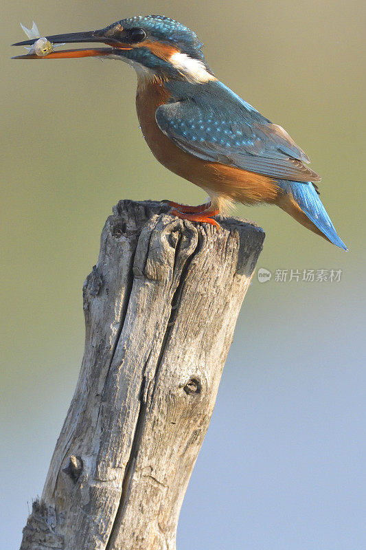 雌翠鸟(Alcedo atthis)